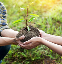 Planting A Seedling