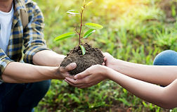 Planting a Tree