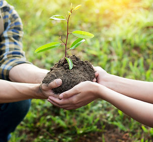 Planting a Tree