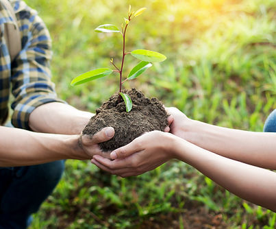 Planting a Tree