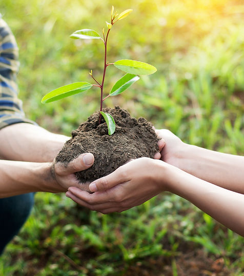 Planting a Tree