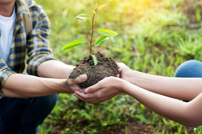 Planting A Seedling