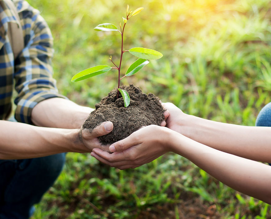 Planting a Tree