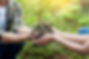 Planting a Tree