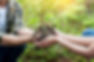 Planting a Tree