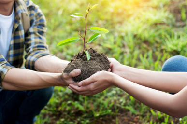 Planting a Tree