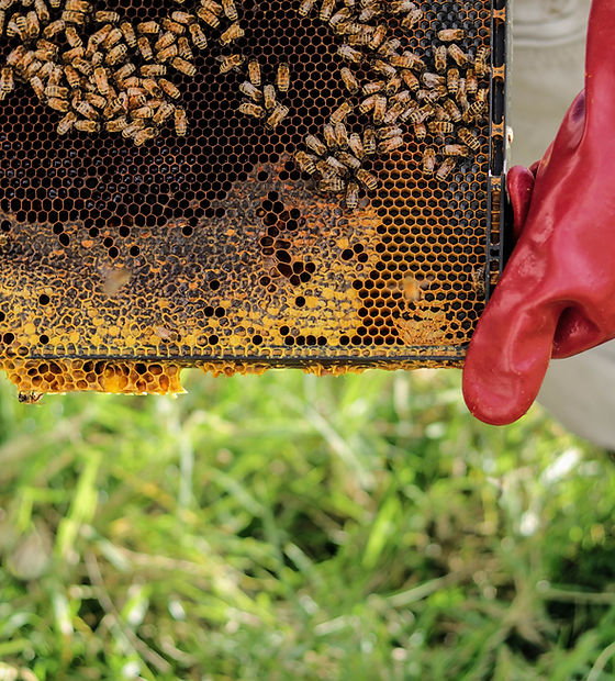 Bee Farm