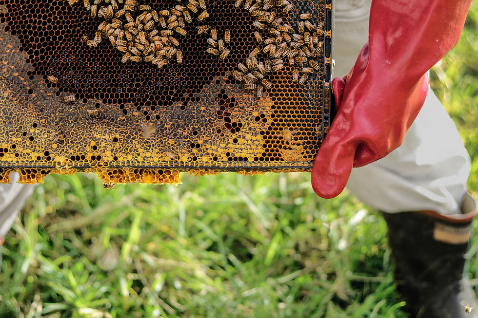 Bee Farm