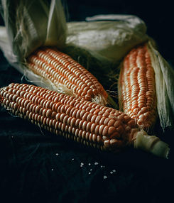 Fresh Corn Cobs