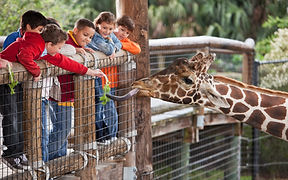 Family Visiting the Zoo