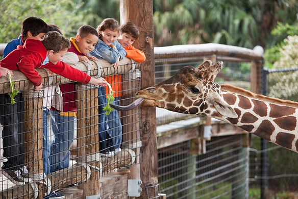 Children Feeding Giraffe