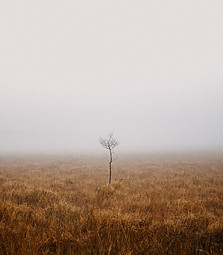 Paysage de Lone Tree