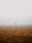 Misty Field