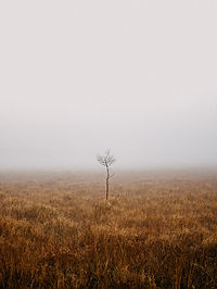 Misty Field