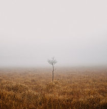 Lone Tree Landscape