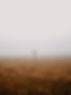 Misty Field