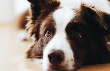 Dog Sitting Nashville, Brentwood and Franklin