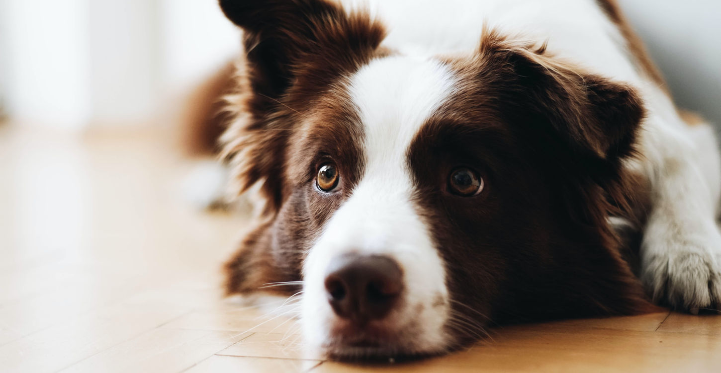 Cute Dog