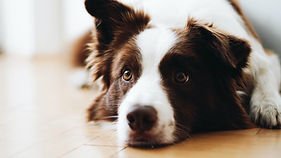 Cute Dog