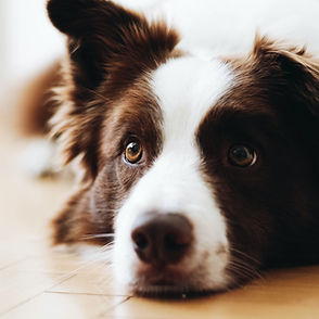 Chien mignon