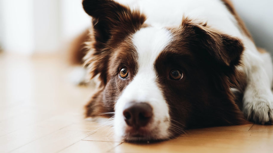 Border Collie ruht