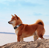 浜辺にたたずむ犬
