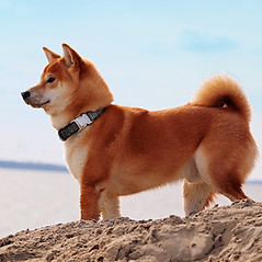 Patrick éducateur canin à Fouilloy Département de l'Oise - Région Hauts de France