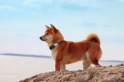Chien sur la plage