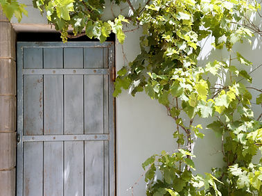 Grape Vine over Wooden Door