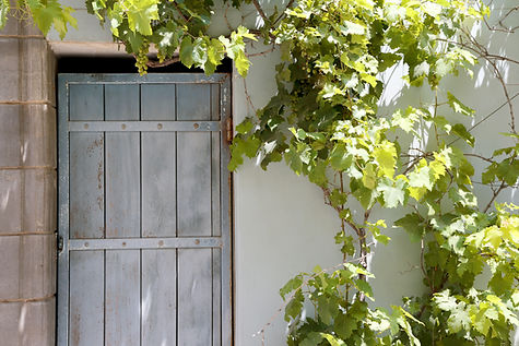 Grape Vine over Wooden Door
