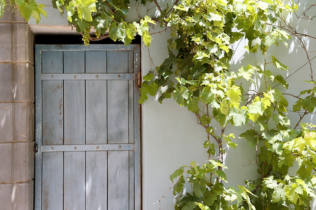 Grape Vine over Wooden Door