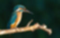 Kingfisher sits on branch