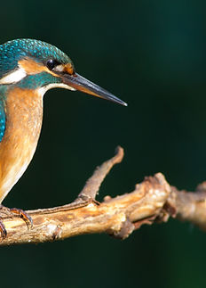 Kingfisher sits on branch