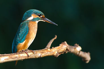 Eisvogel sitzt am Ast