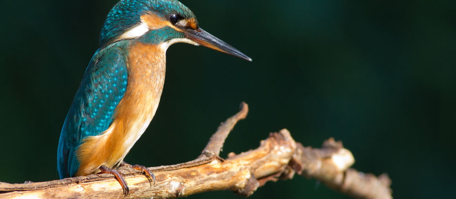 Create a Backyard Bird Sanctuary