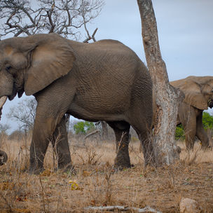 Expo Turismo Paraná 2026 traz a South African Airways para Curitiba