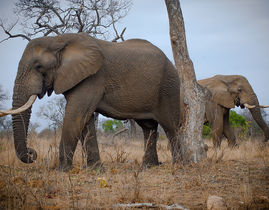 Elephants
