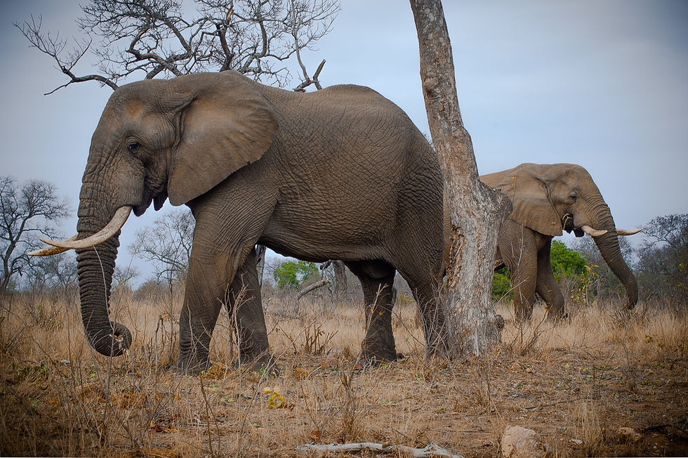 Two Elephants Grazing