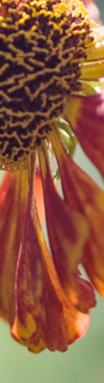 Collecting Pollen from Flower