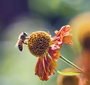 Recueillir le pollen de la fleur