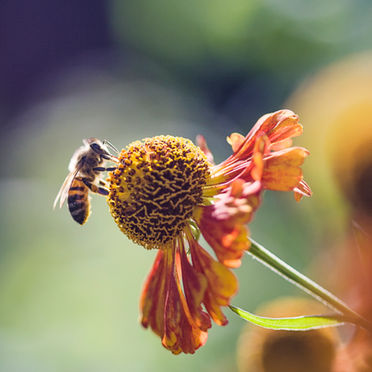Collecting Pollen from Flower