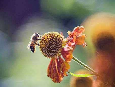 Collecting Pollen from Flower