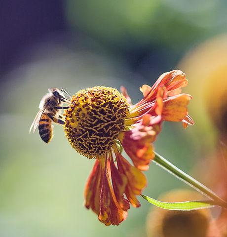 Recueillir le pollen de la fleur