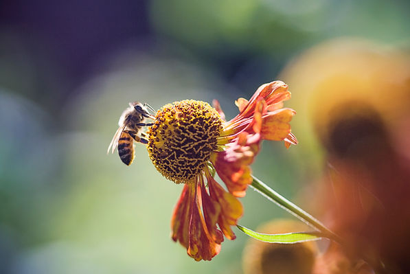 Collecting Pollen from Flower