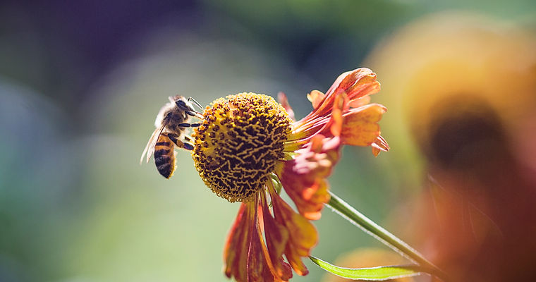 Pollination of flower, picture showing the design intent of having a pollinator garden at Granite Creek Park