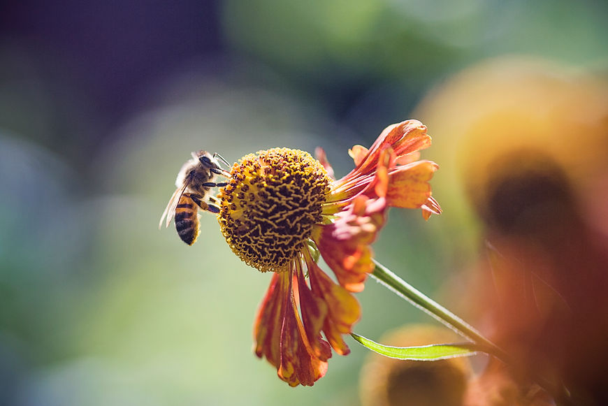Bee Pollinating Flower