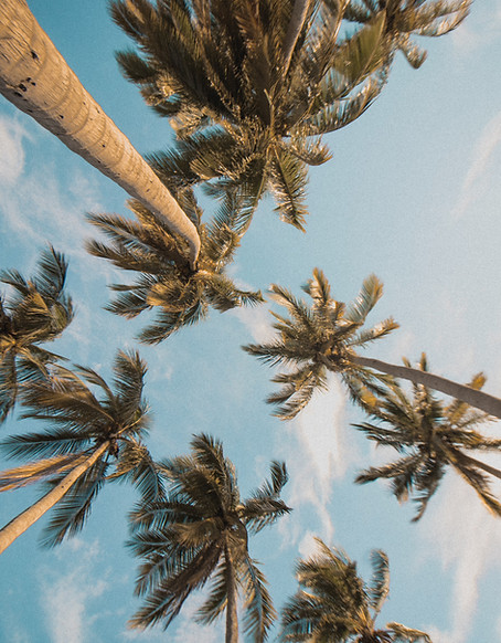 Palm Trees
