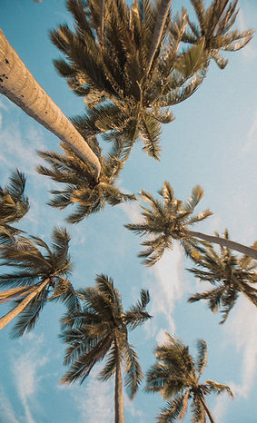 Palm Trees