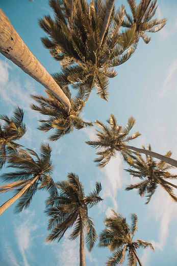 Palm Trees