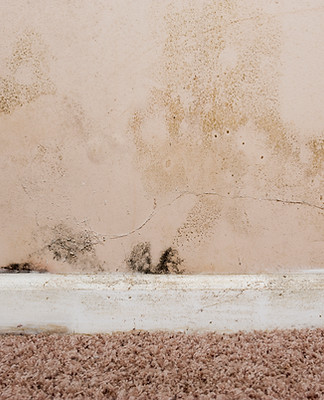Mould on the walls and baseboard trim in the basement of a home from water leaking